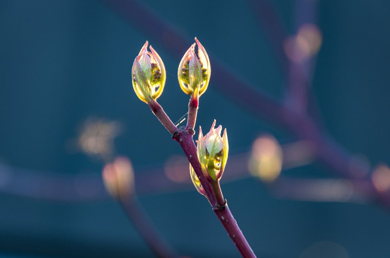 Весна почки распускаются