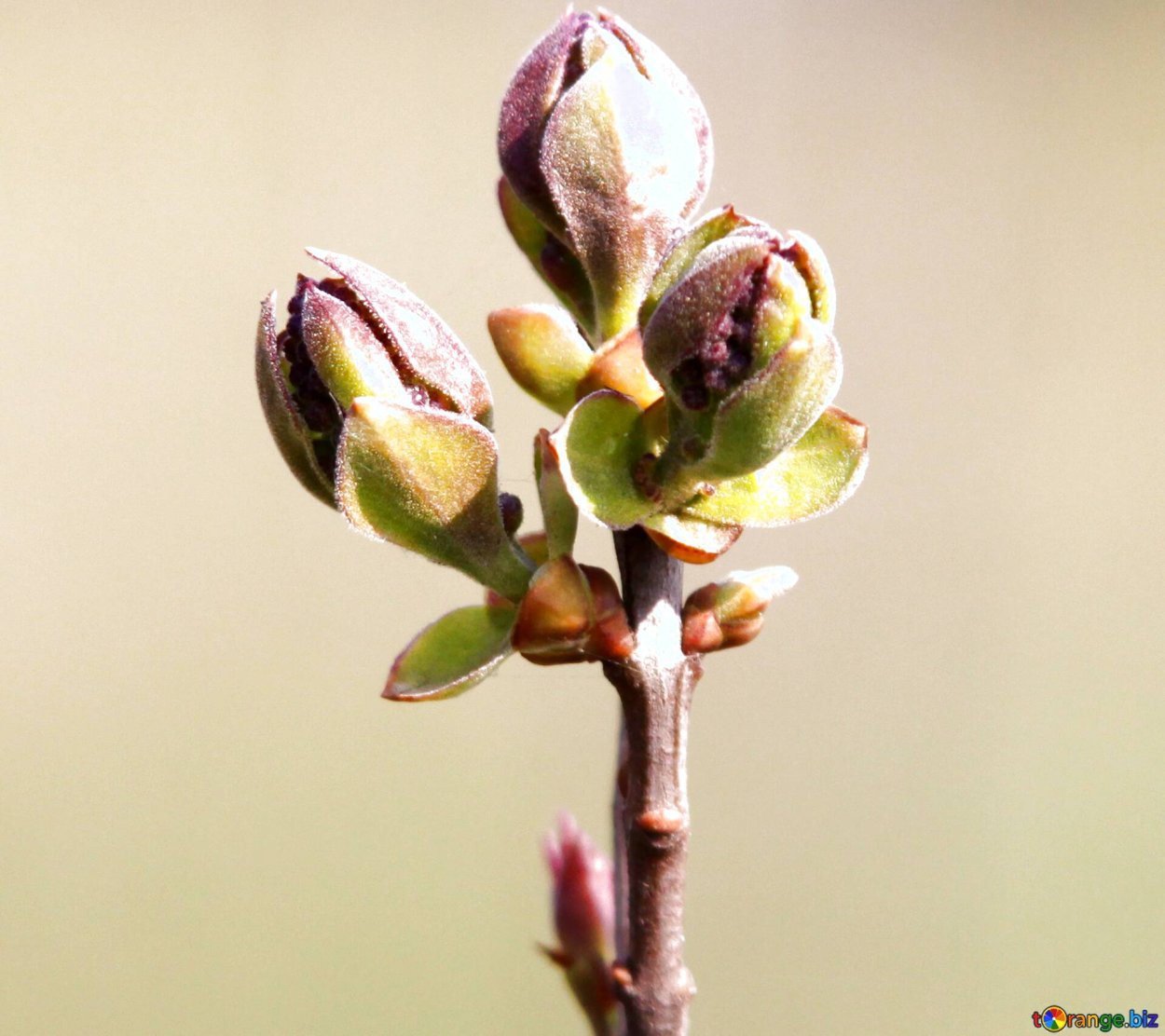Побег сирени с почками