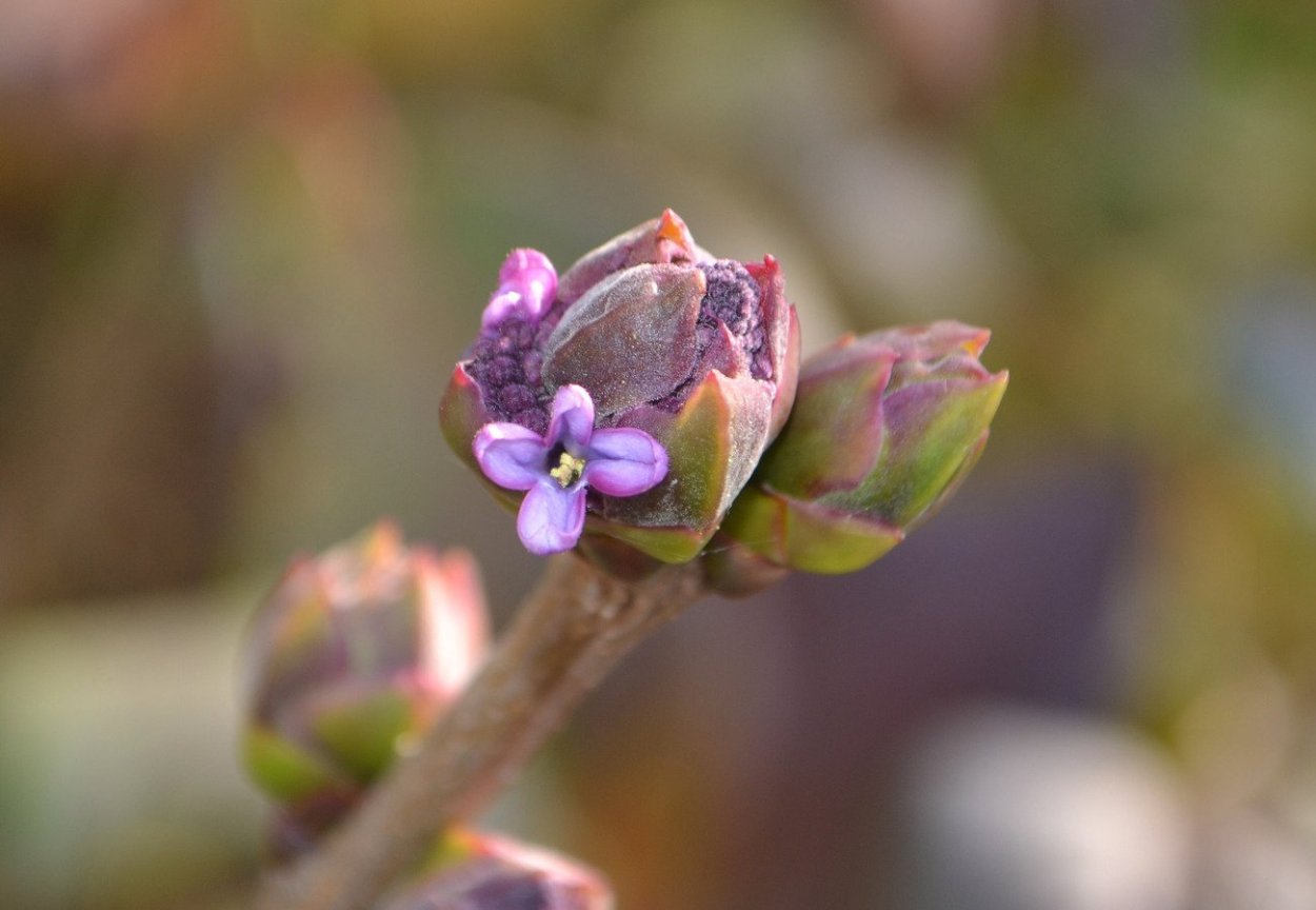 Набухшие почки сирени