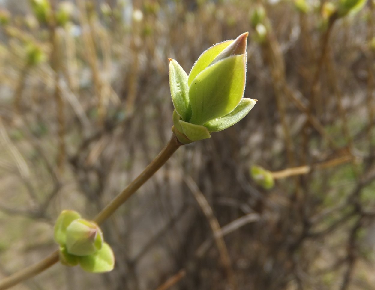 Распускание почек сирени