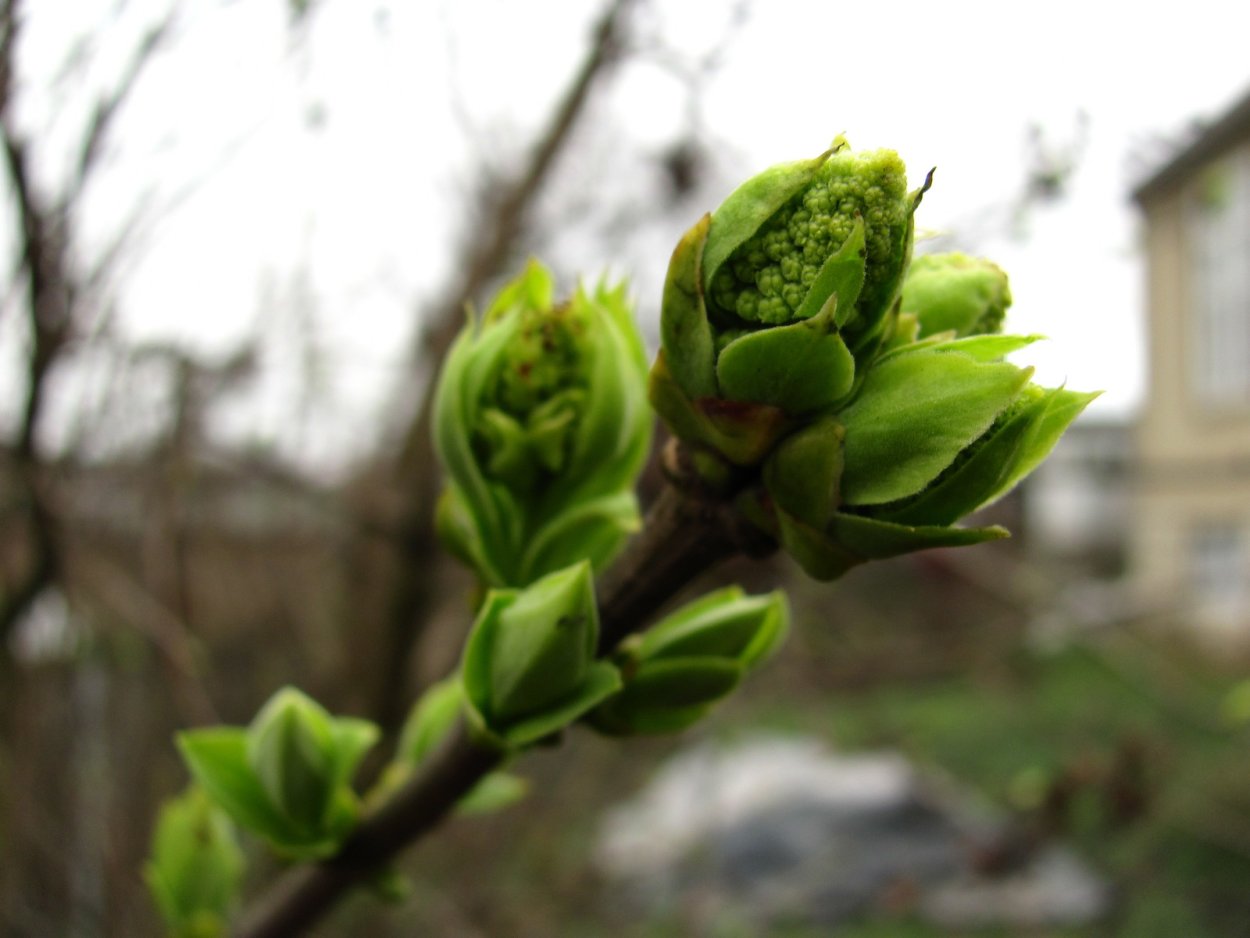 Изумленно листья выпуская, почки разжимают кулачки.