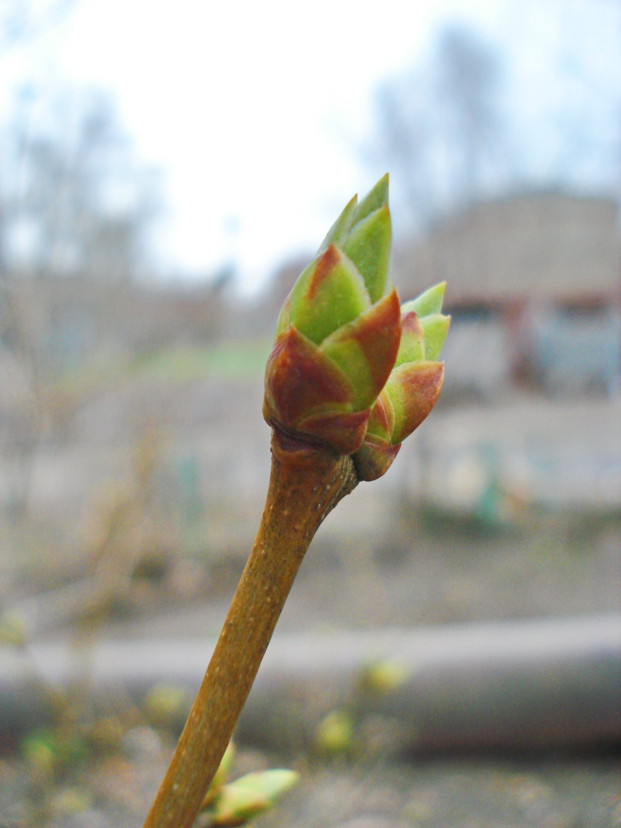 Годичный побег сирени