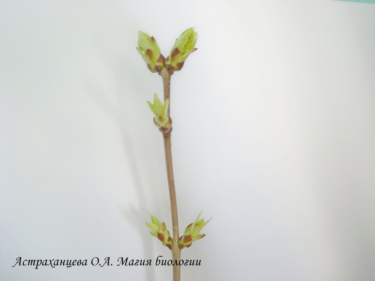 Syringa chinensis побеги с почками
