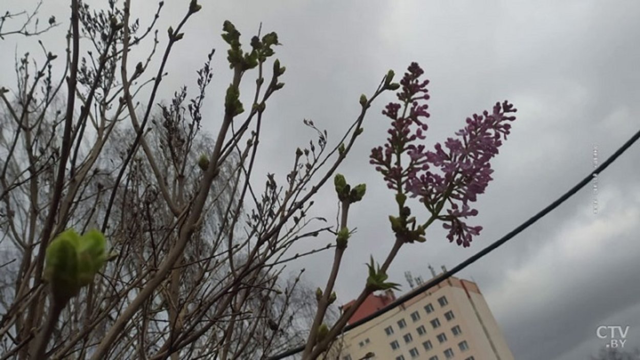 Ветка нераспустившиеся сирени