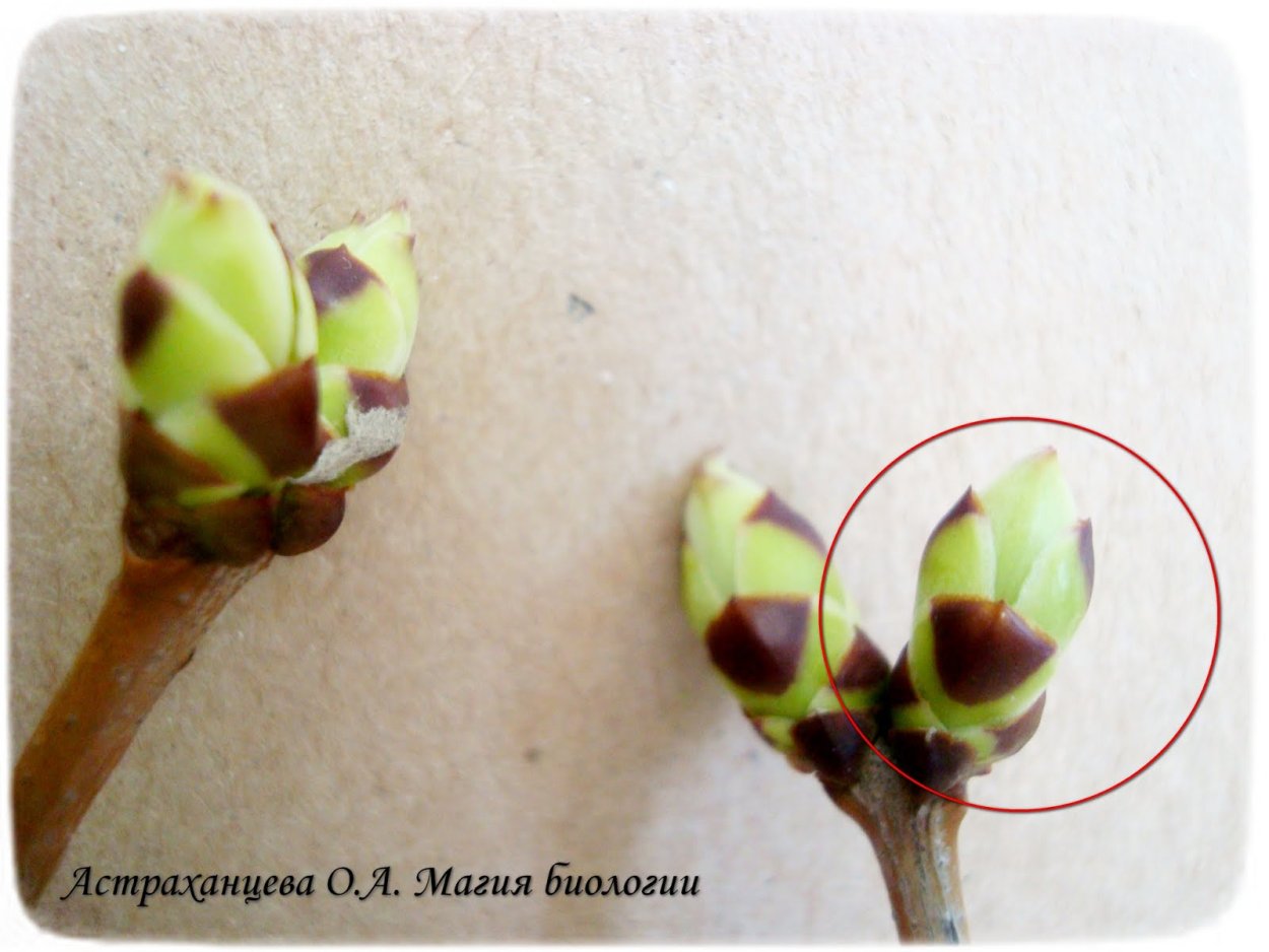 Боковая почка сирени