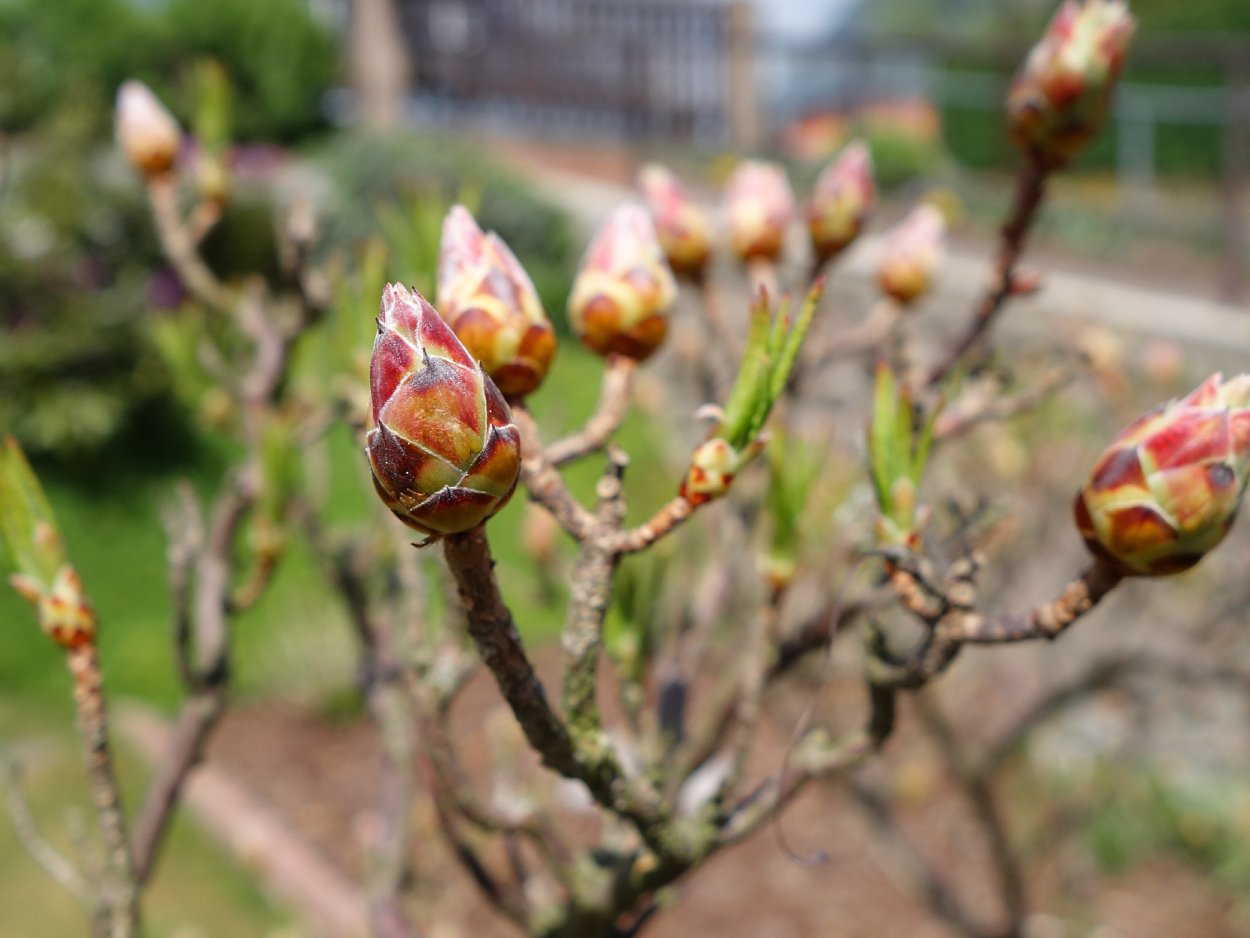 Рододендрон почки