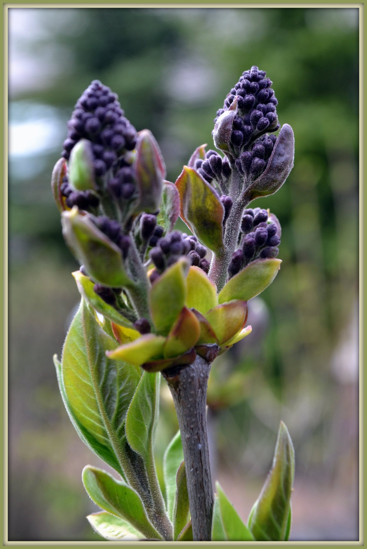 Бутоны сирени