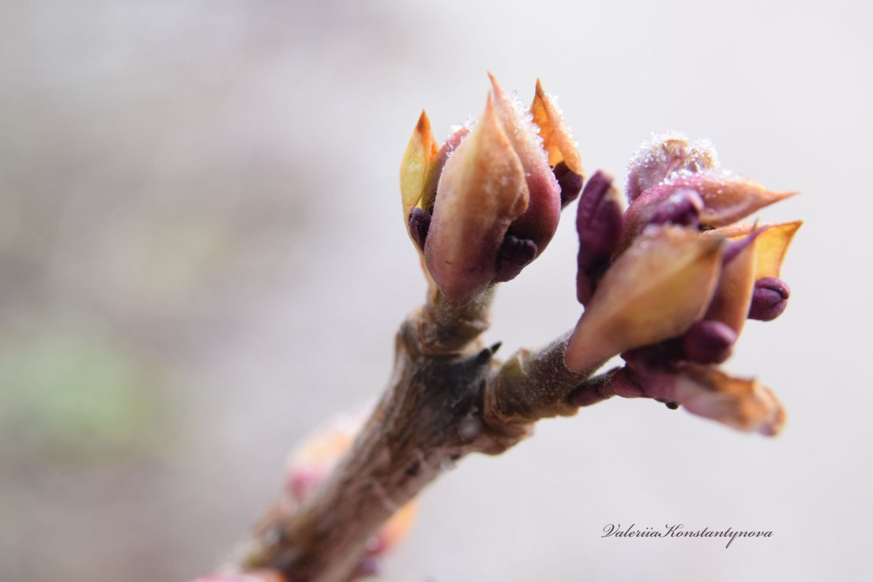 Фото разрезанной почки сирени