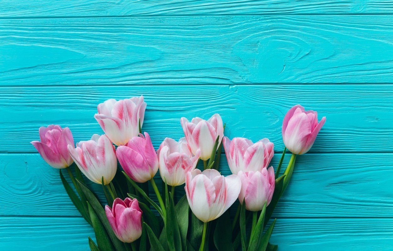 Тюльпаны бирюзовые