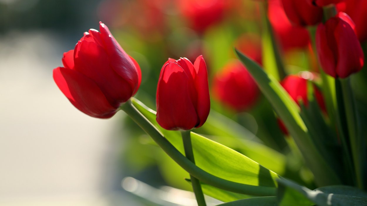 Красивые тюльпаны на рабочий стол