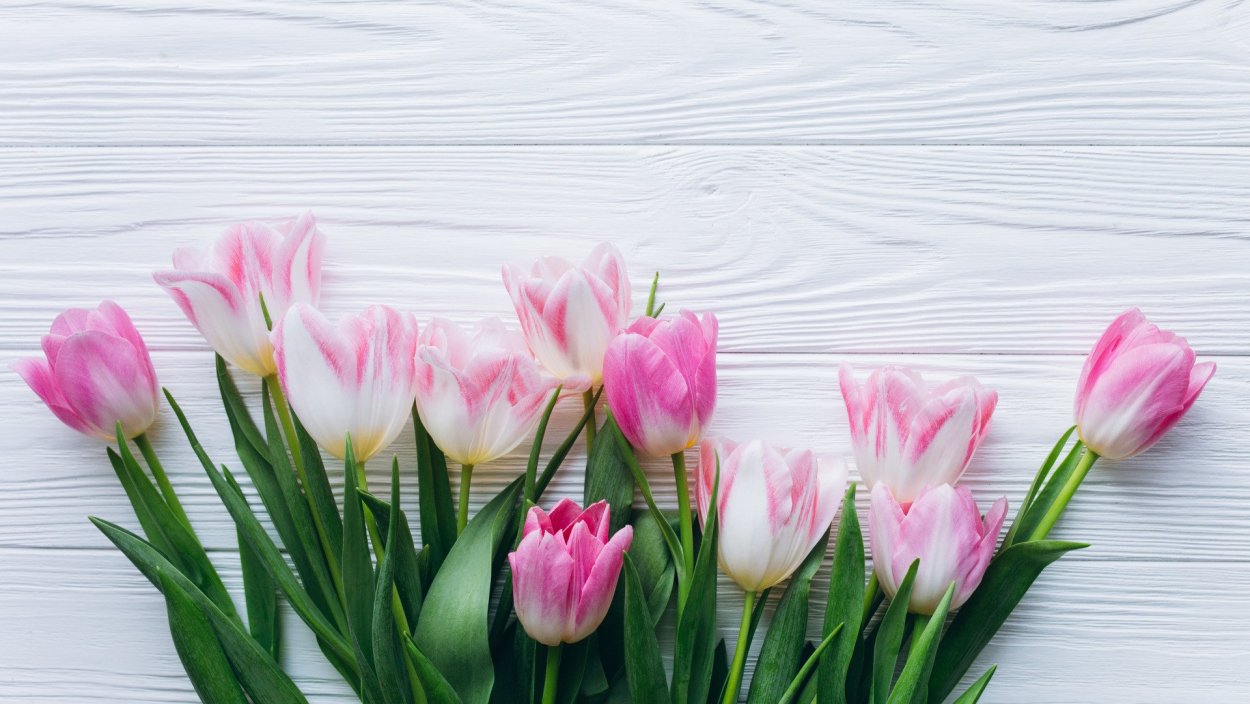 Тюльпаны светлые