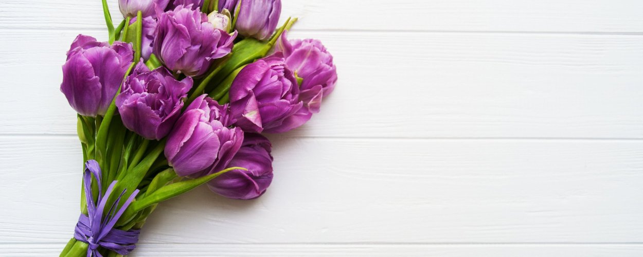 Тюльпан на лиловом фоне