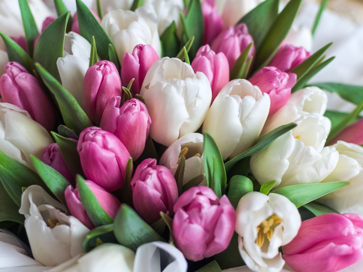 Тюльпан букетный