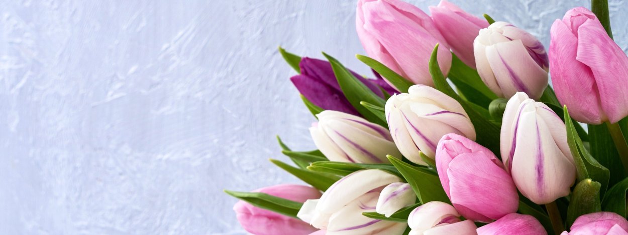 Нежные тюльпаны на рабочий стол