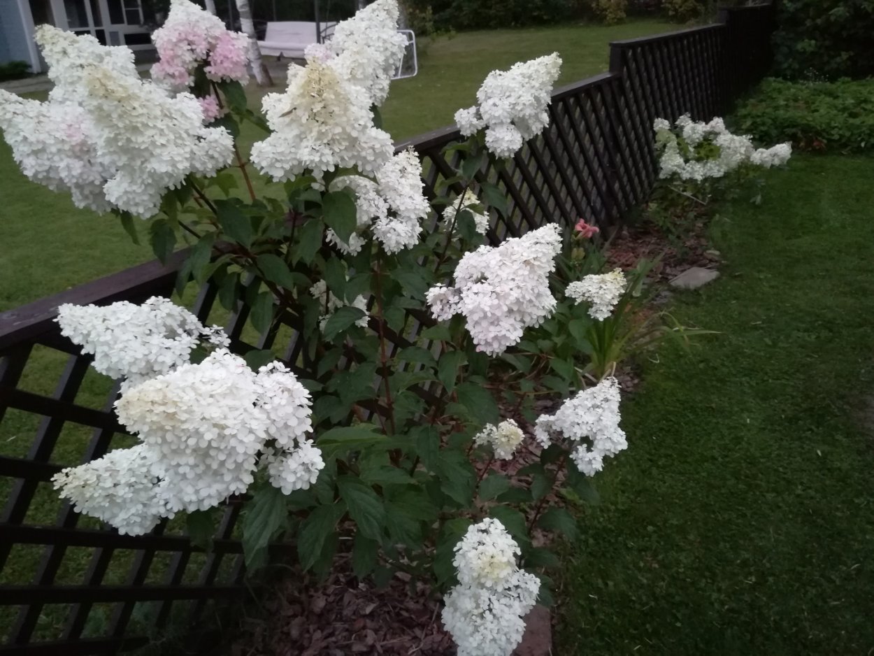 Гортензия метельчатая Брасселс Лейс