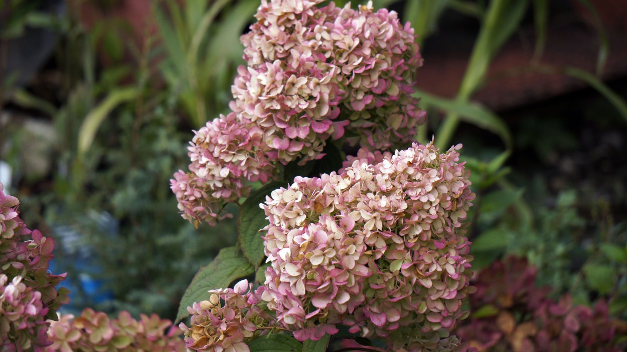 Фото гортензии Шугаберри Раш