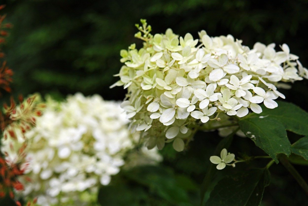 Гортензия метельчатая Brussels Lace