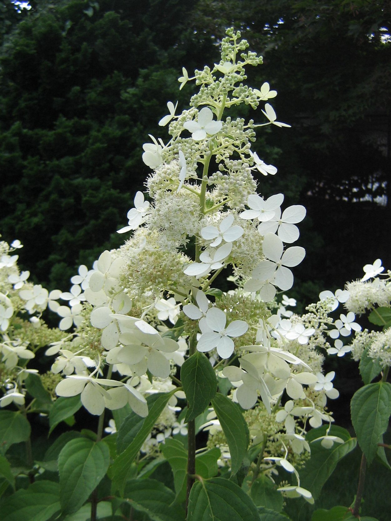 Гортензия метельчатая Брасселс Лейс