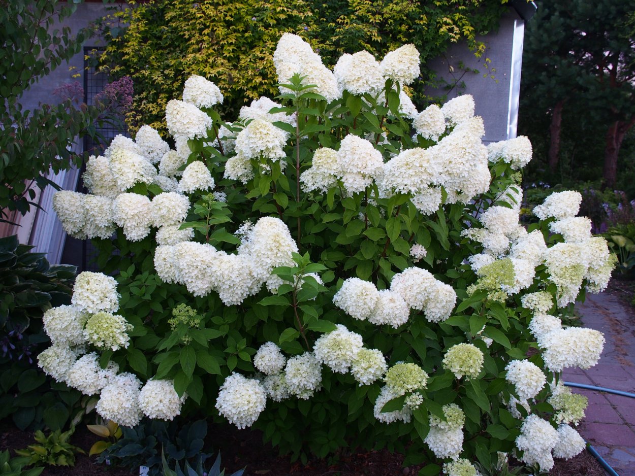 Гортензия Дентель де Гордон