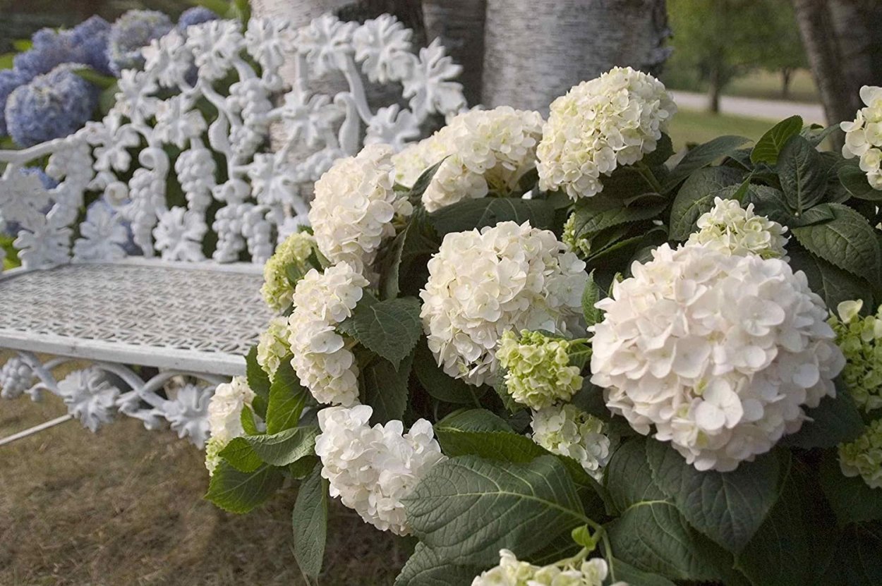 Гортензия Эндлесс саммер