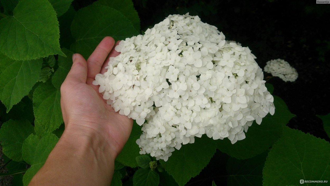 Гортензия Брюссель Лейс