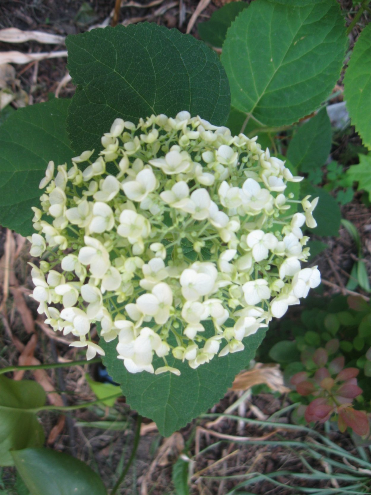 Гортензия древовидная Эмеральд