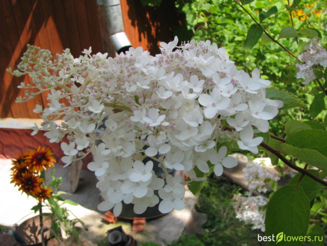 Гортензия метельчатая Брасселс Лейс