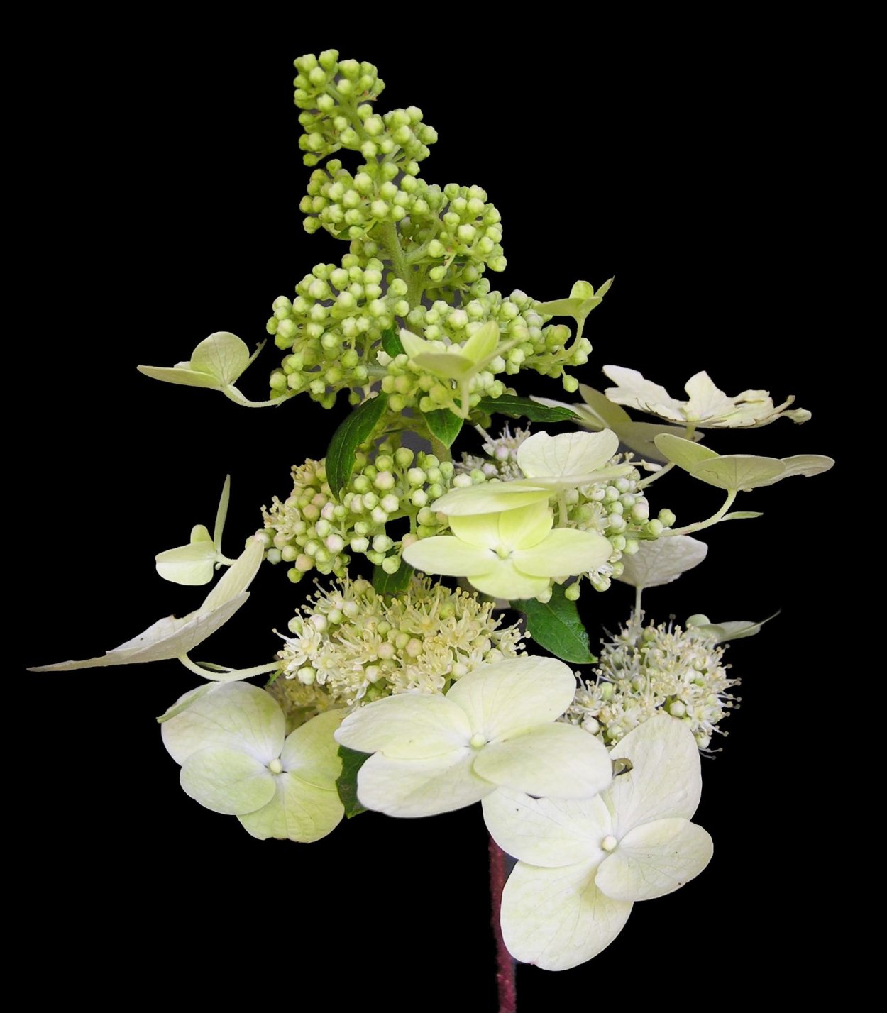 Метельчатая гортензия Брасселс