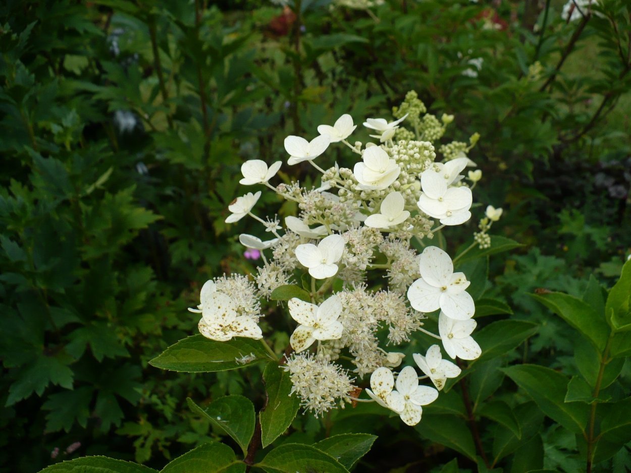 Гортензия метельчатая Брасселс Лейс