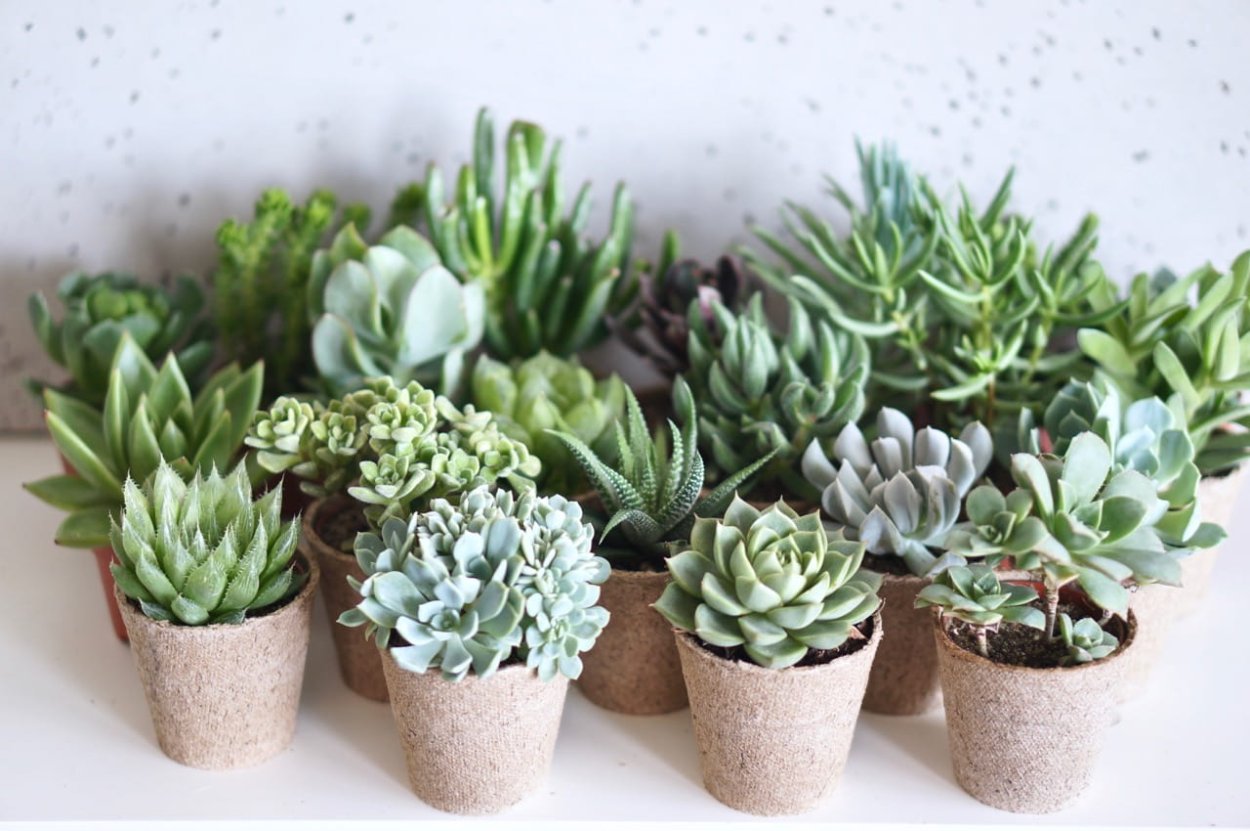 Суккулент Микадо