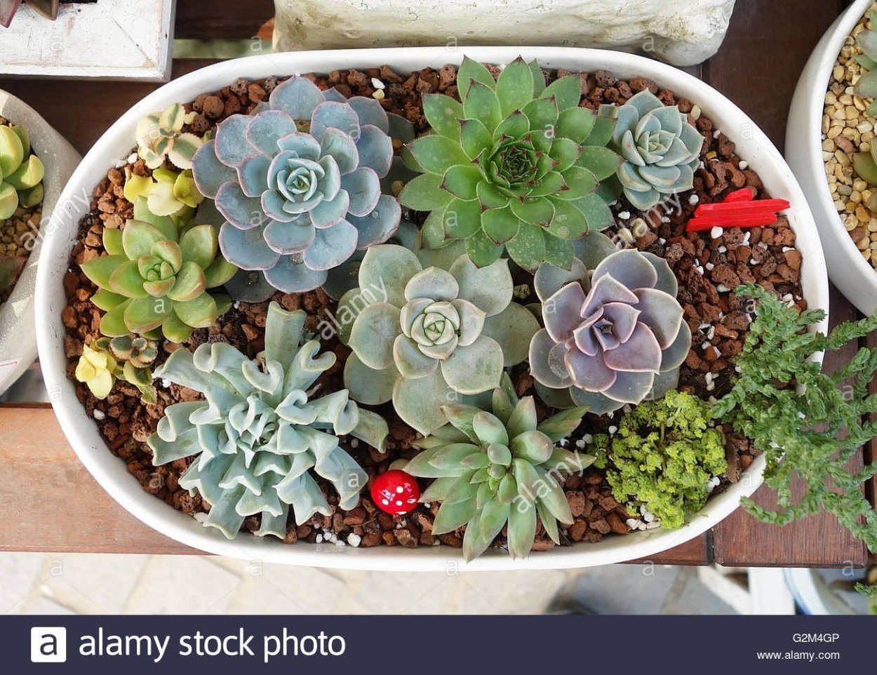 Эхеверия каменная роза композиция