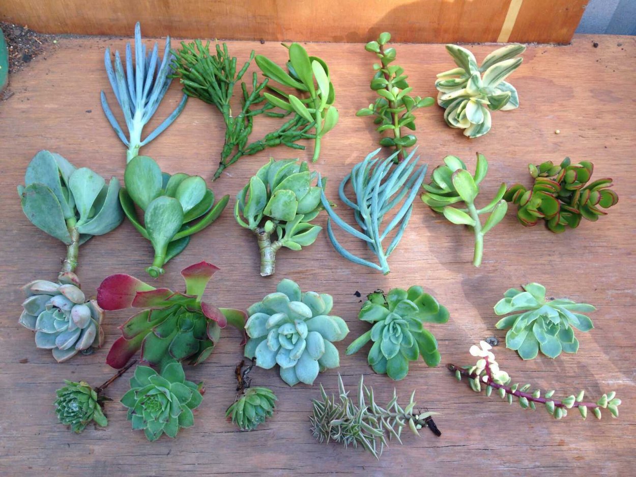 Листья суккулент эхеверия