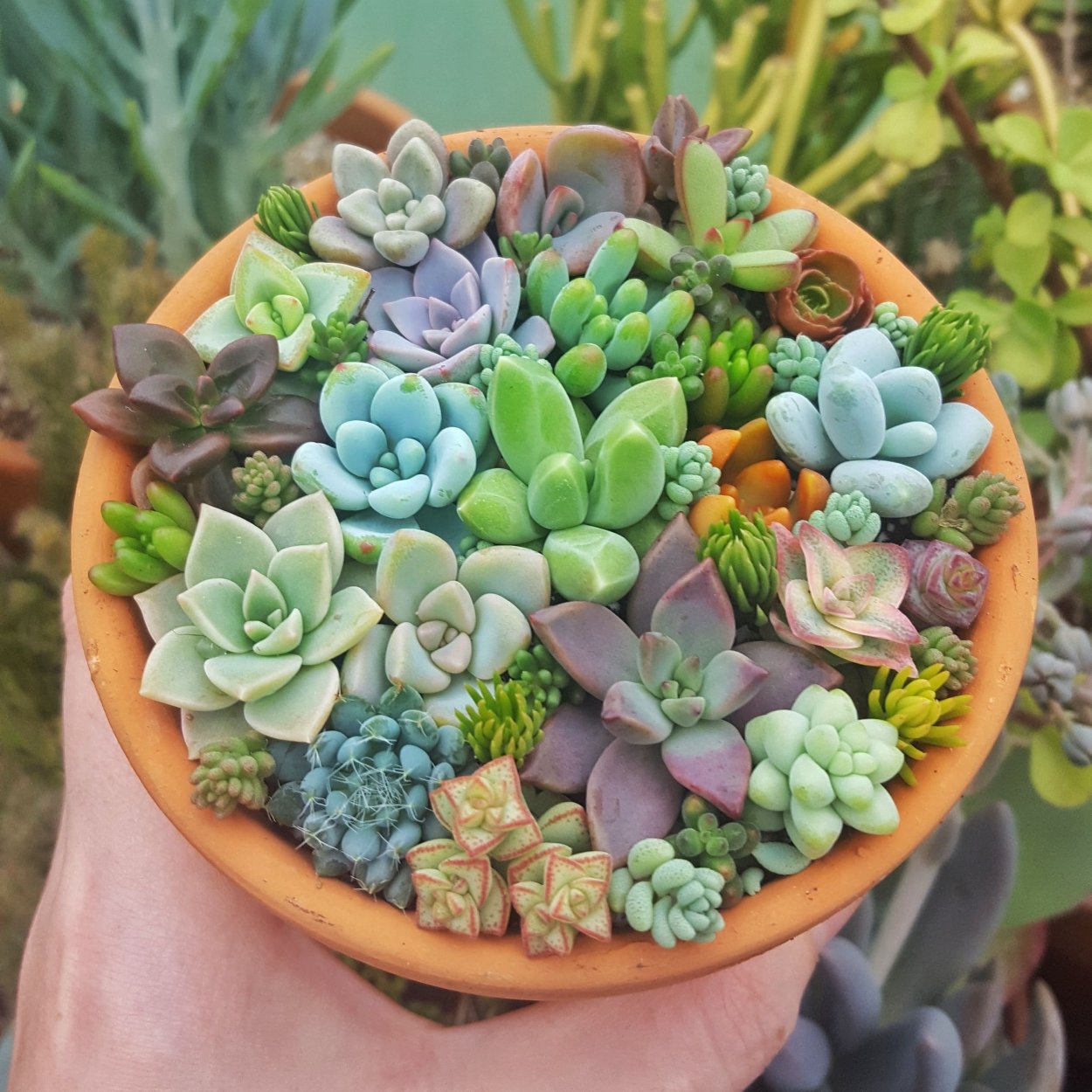 Суккуленты космос