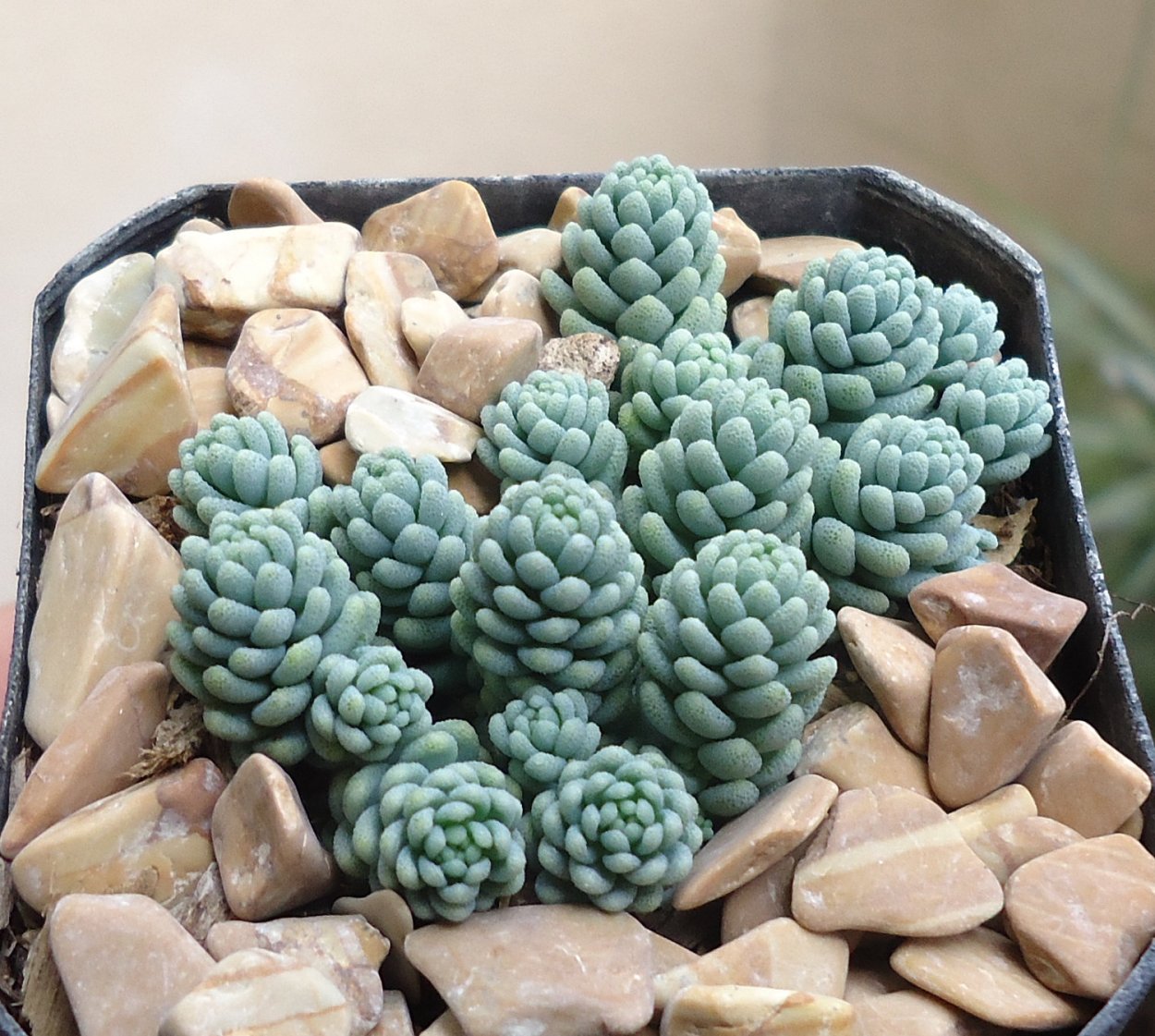 Седум дасифиллюм майор