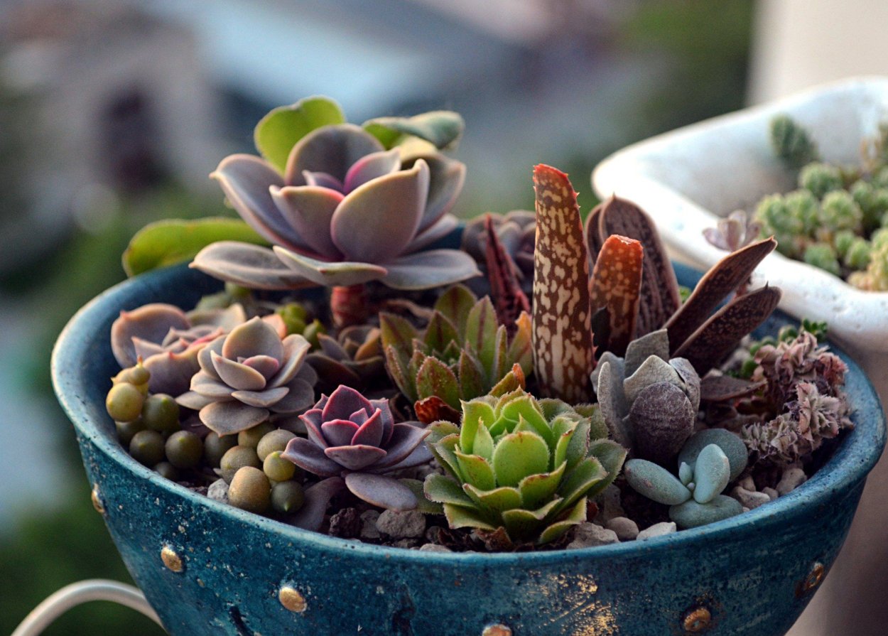 Суккулент ЭКОБИО