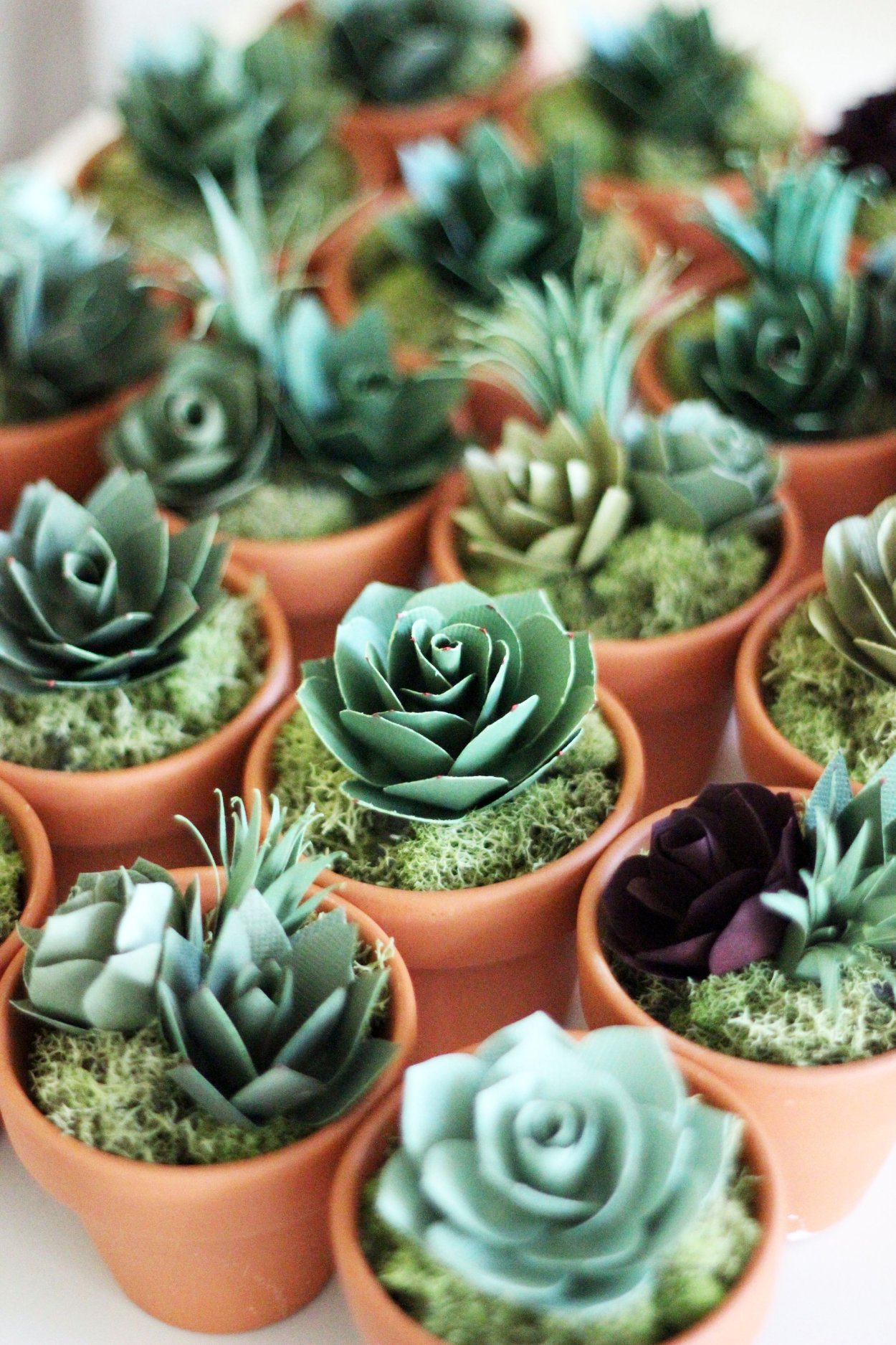 Ферма суккулентов