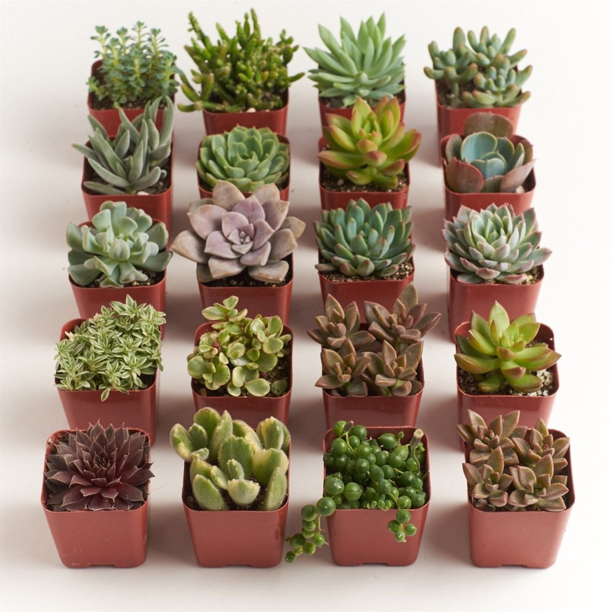 Гидропоника Суккуленты