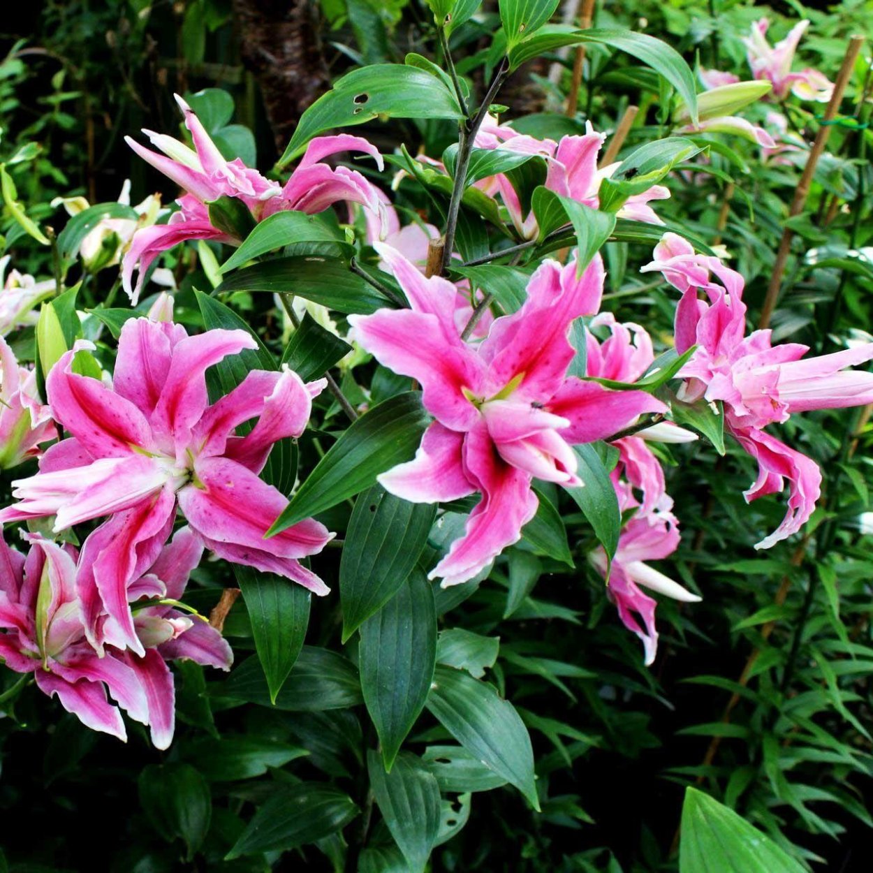 Лилия Восточная махровая Дистант драм