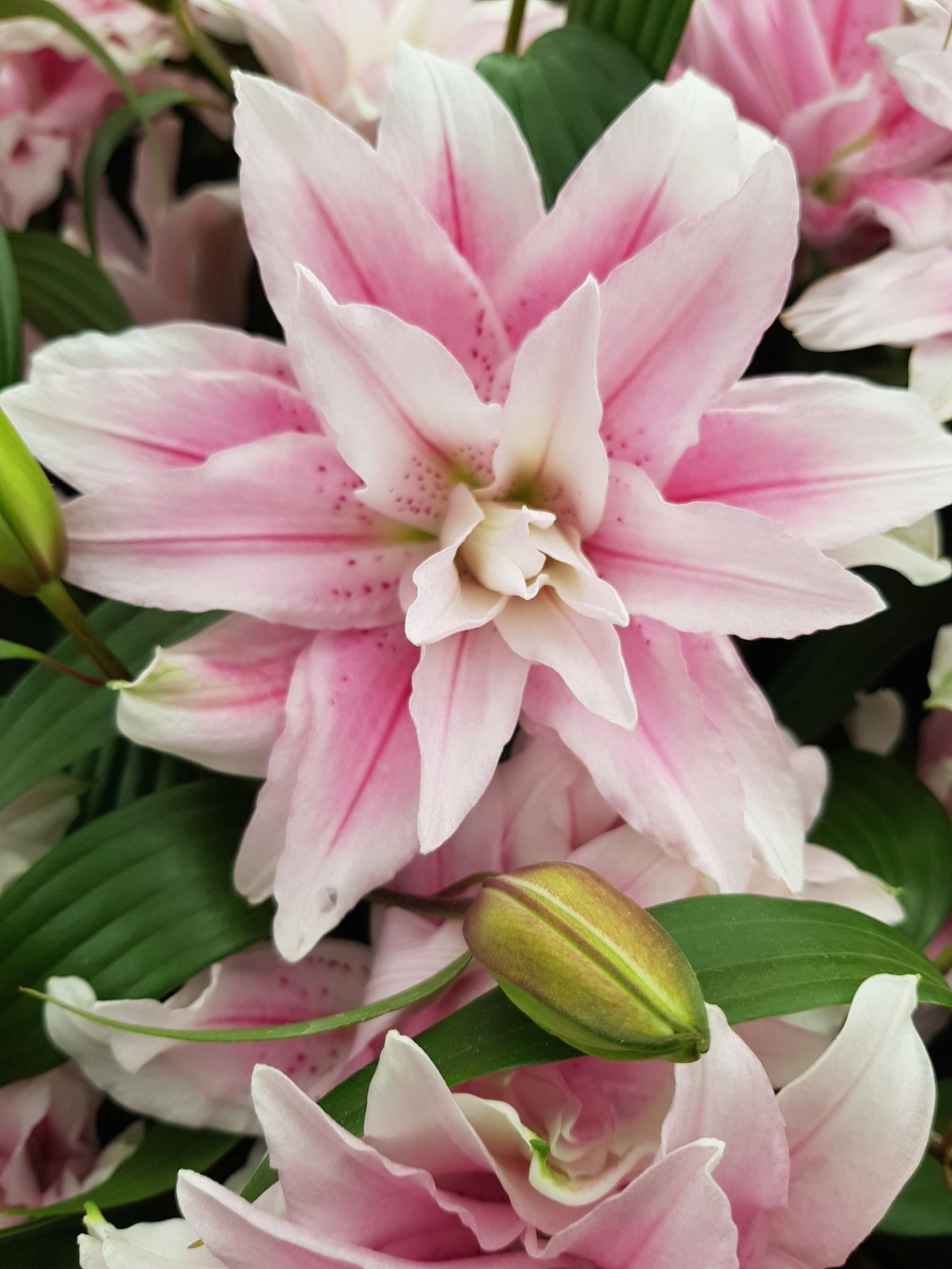 Лилия Roselily Лорена