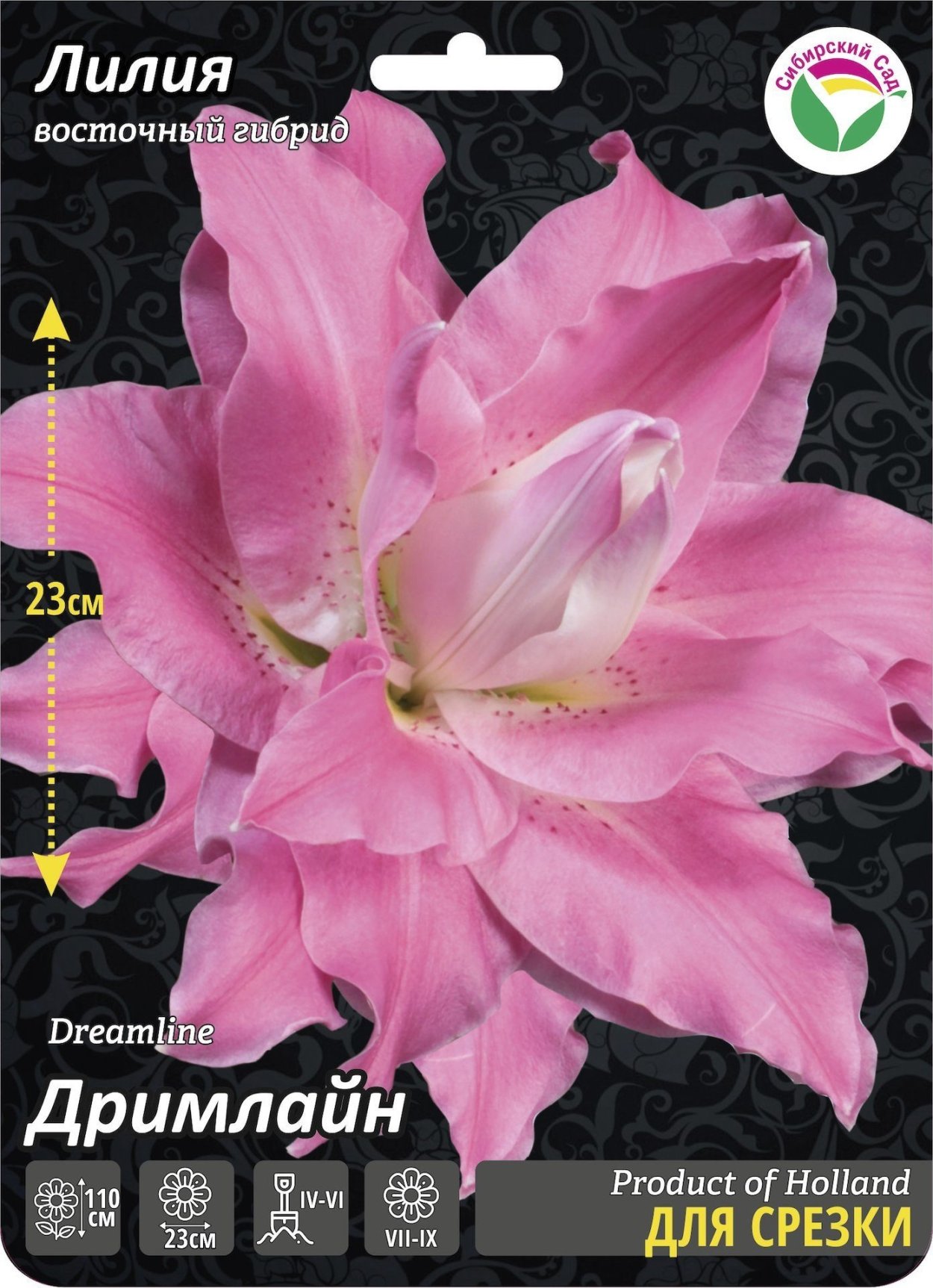 Лилии Дримлайн Восточная махровая