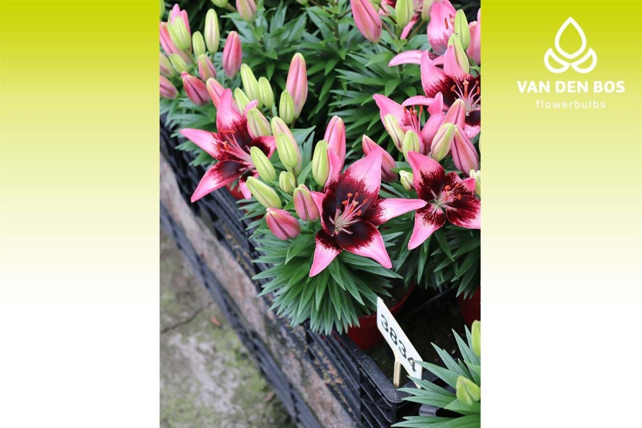 Лилия азиатская тренди Саванна