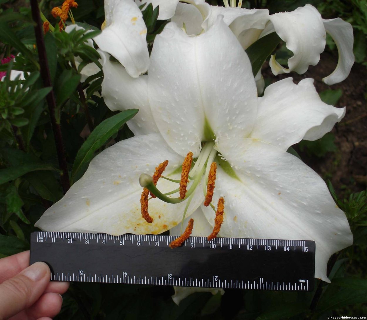 Лилия Восточная Уайт