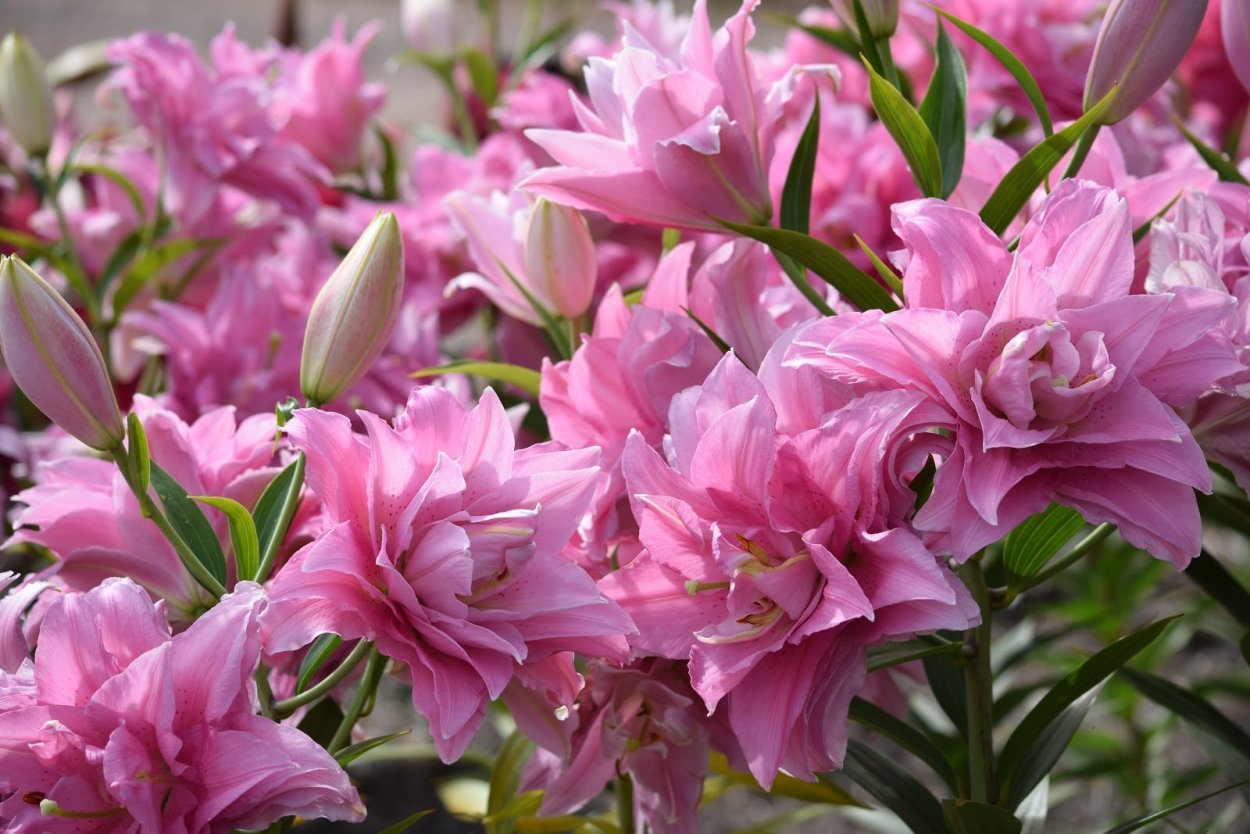 Лилия Sarah Bernhardt