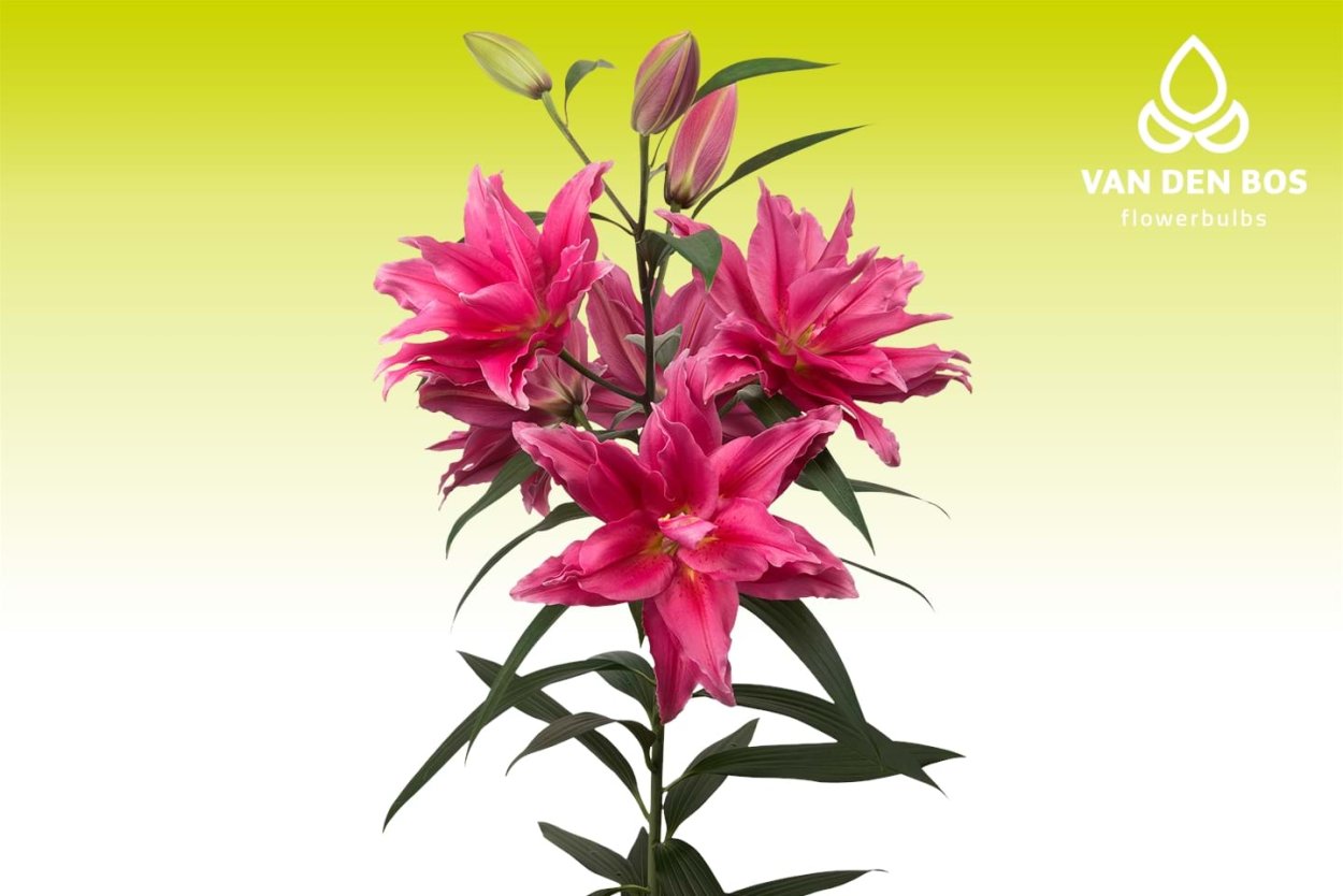 Лилия Roselily Elena