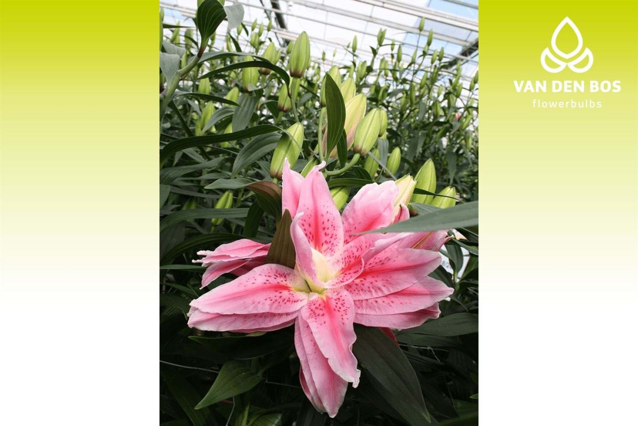 Лилия Роузлили Виола