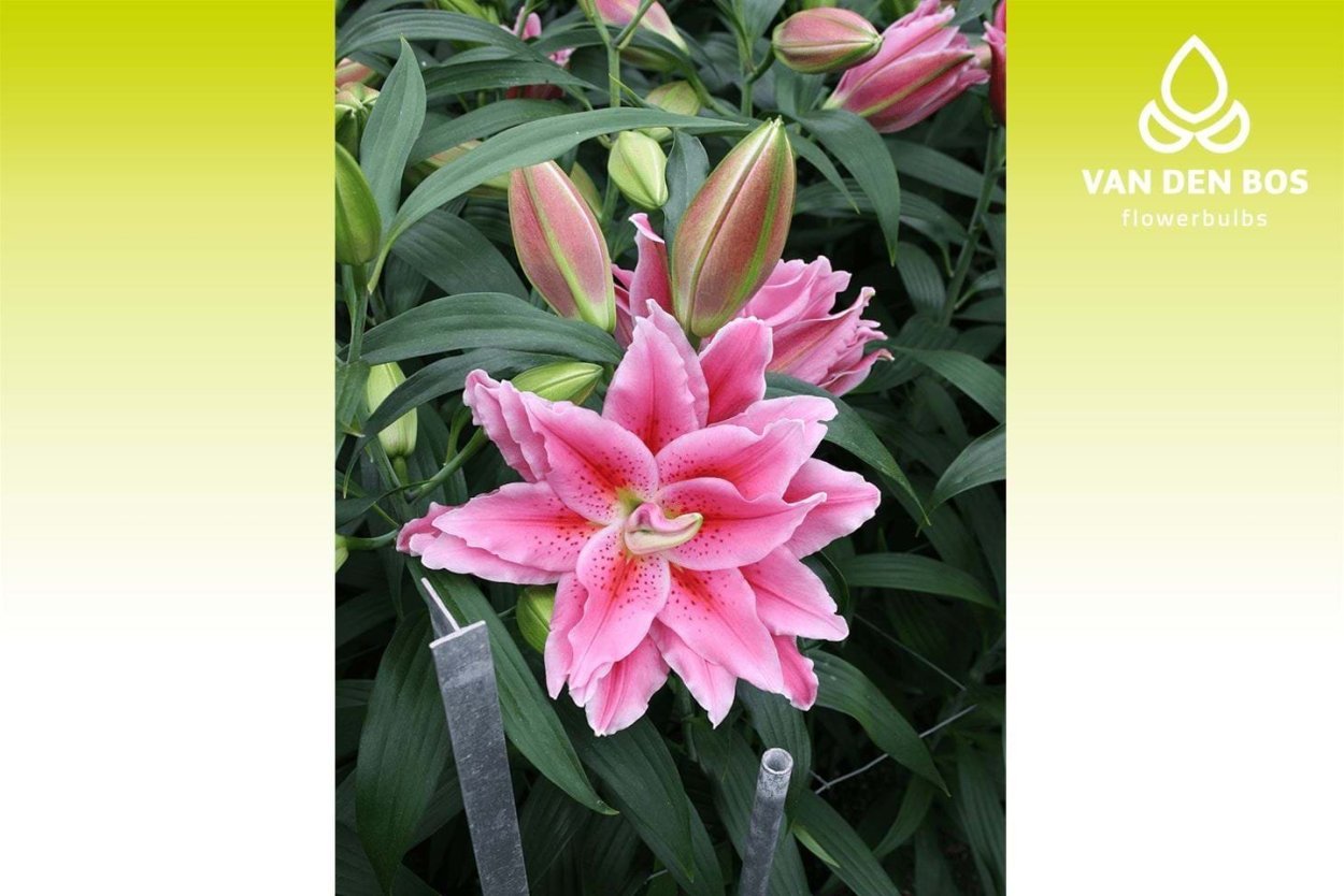 Roselily Сара Лилия