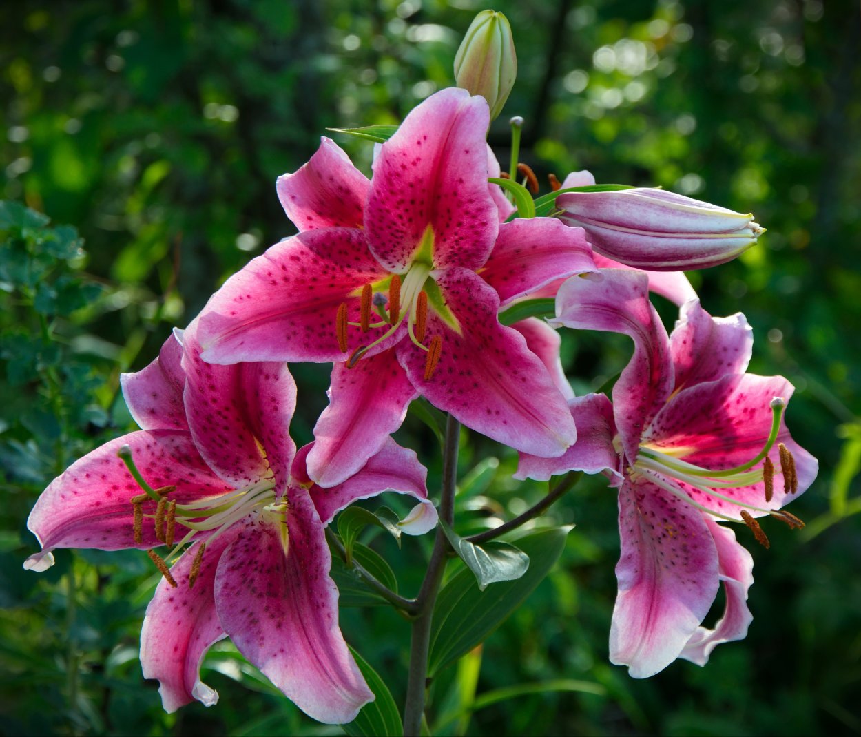 Лилия Восточная Старгейзер