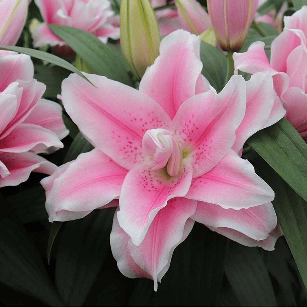 Лилия Зива Roselily