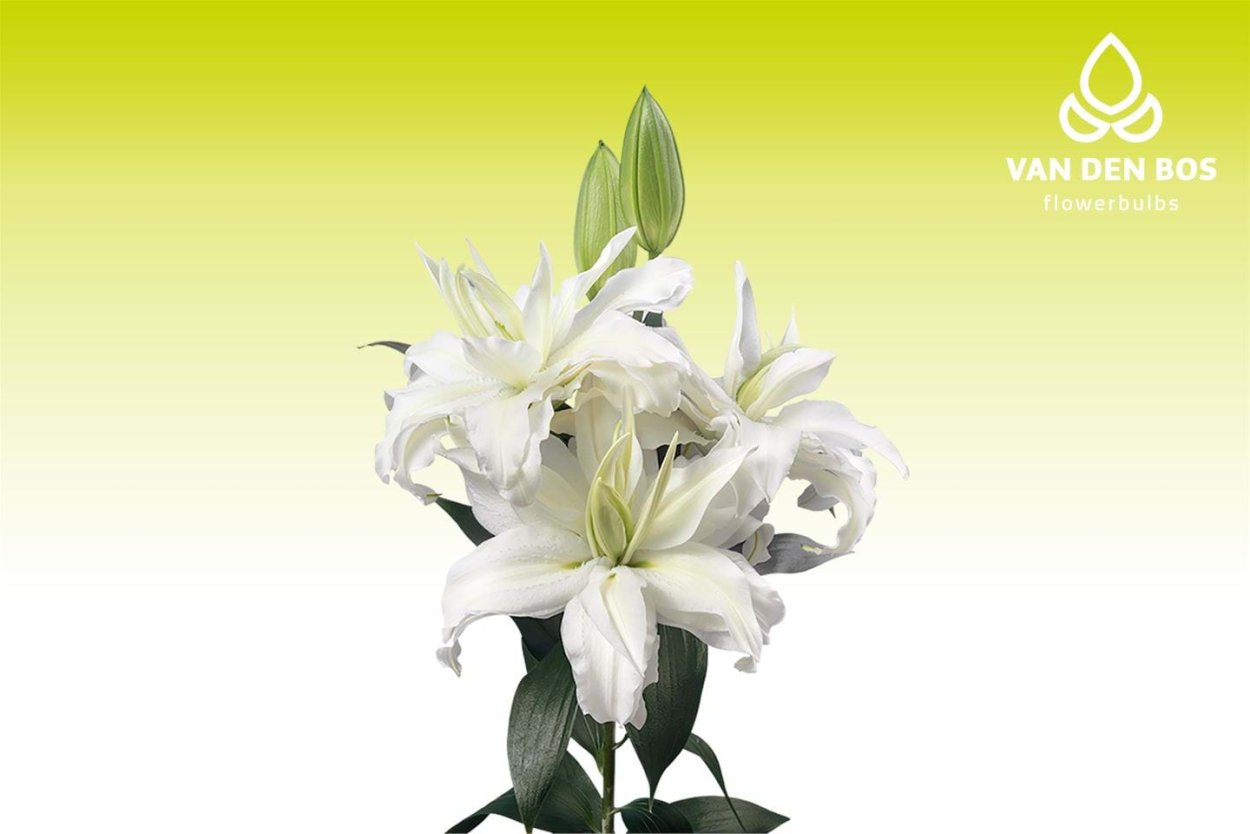 Лилия Roselily Патрисия