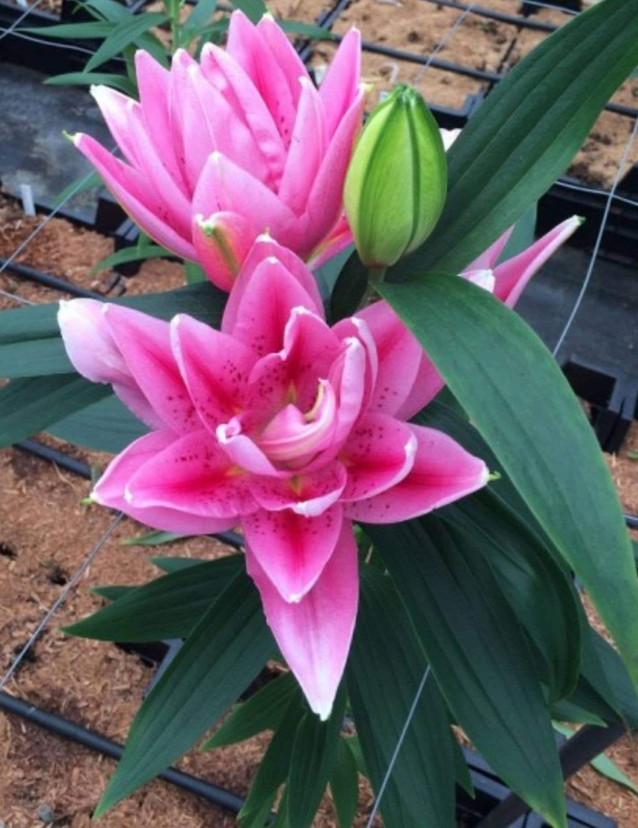 Лилия розовидная Восточная Viola